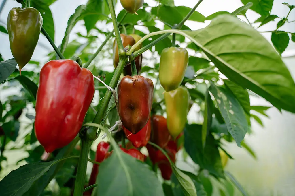 indoor vegetable gardening