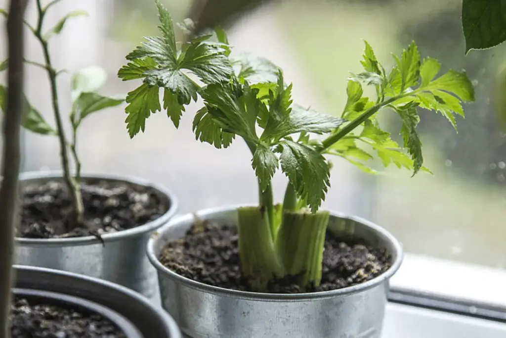 leafy greens, celery