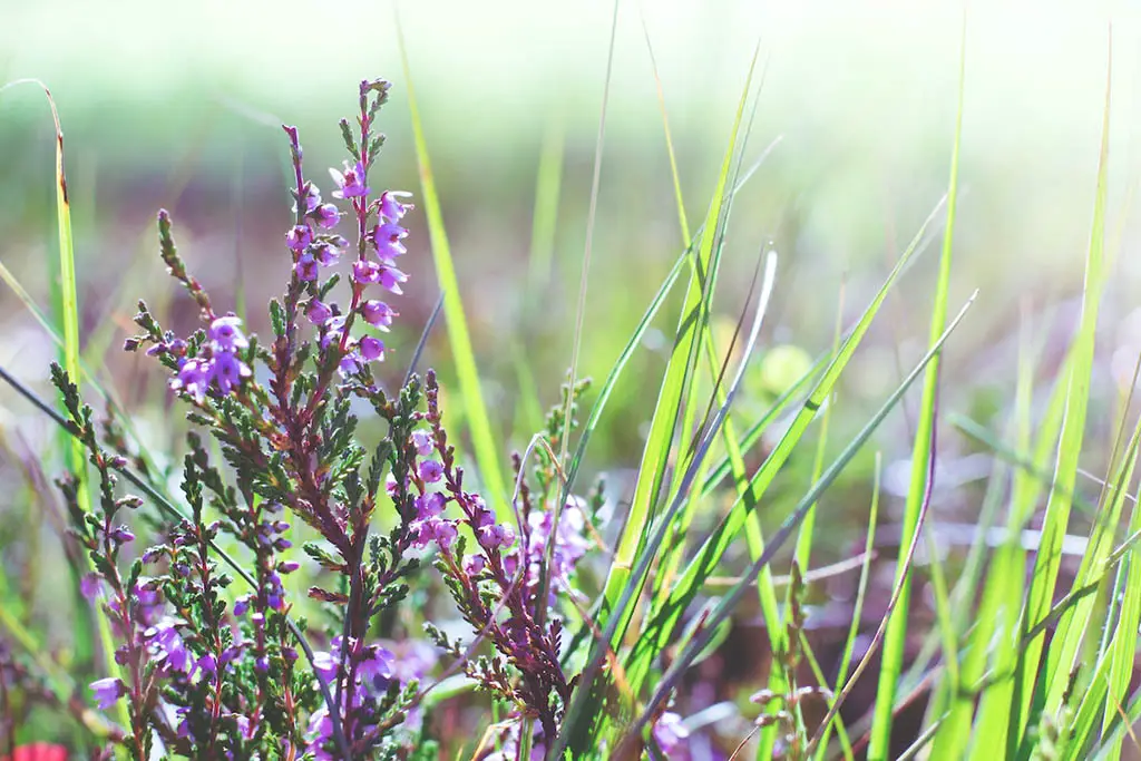 Flowers in Bloom