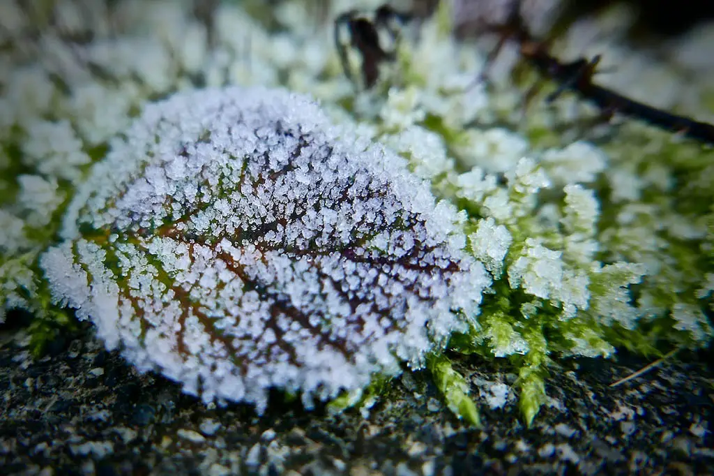 fabric container gardening.Frost Leaf
