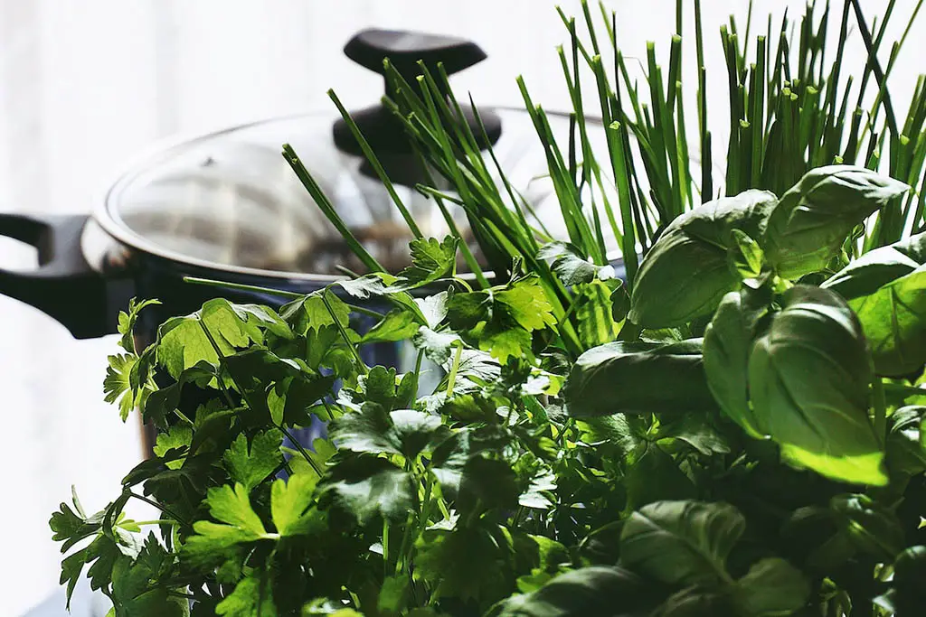 Herbs Near Pot.fabric container garden
