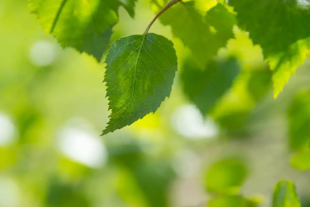 fabric garden container.Ovate Leaf
