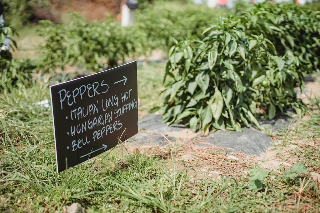 Sign with information about pepper types in garden
