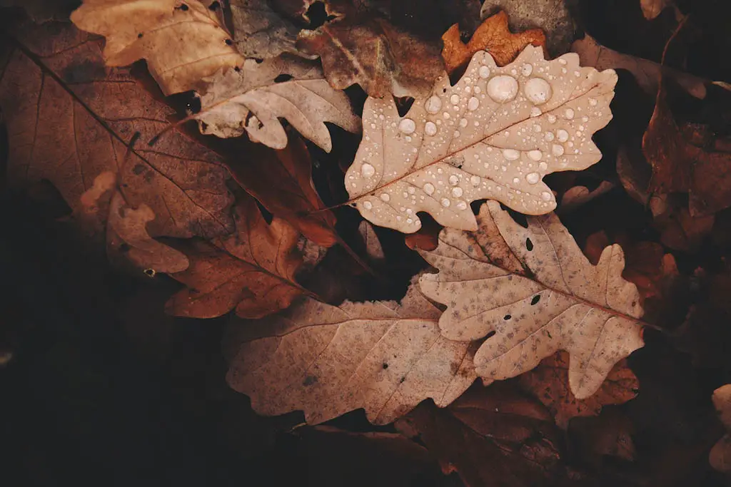 fabric garden container.Withered Leaves
